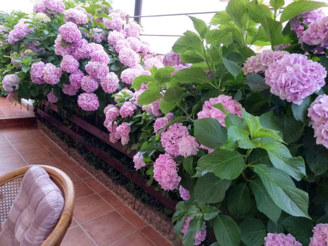 Guest House Plavas Sozopol Esterno foto